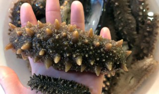 泡发海参的最佳方法（泡发海参的最佳方法 隔水蒸）