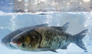精养鳙鱼的方法 鳙鱼养殖技术资料大全