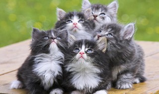 猫跳蚤怎么消灭简单 猫跳蚤怎么消灭简单说明