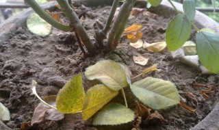 花肥伤根怎么处理 花肥伤怎么办