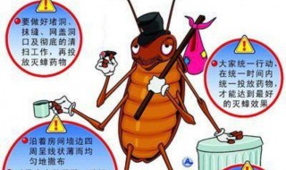 家里为什么有蟑螂（家里为什么有蟑螂怎么回事）
