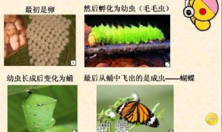 毛毛虫变蝴蝶的过程 毛毛虫变蝴蝶的过程描写