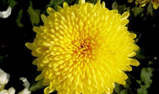 菊花有什么颜色（秋天的菊花有什么颜色）