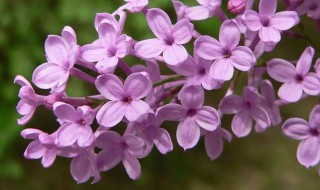 丁香花是什么颜色 丁香花是什么颜色的ABB