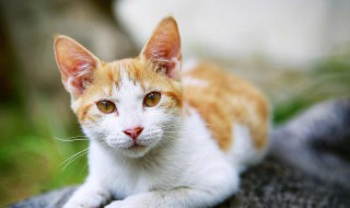 养猫公猫和母猫哪个好 养猫公猫和母猫哪个好看些