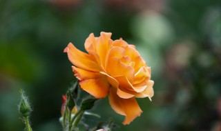 月季花什么颜色 月季花什么颜色好看
