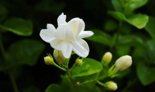 茉莉花是什么颜色（茉莉花是什么颜色的,图片）