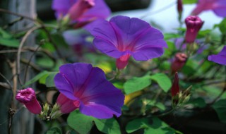 什么的牵牛花填空颜色 什么的牵牛花填空颜色填形容词