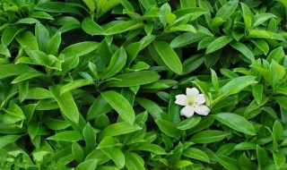 茉莉花什么时候开 茉莉花什么时候开花,一年开几次