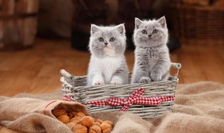 怎么给猫咪驱虫 自己在家怎么给猫咪驱虫