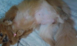 如何辨别猫是否怀孕（如何辨别猫是否怀孕10天）