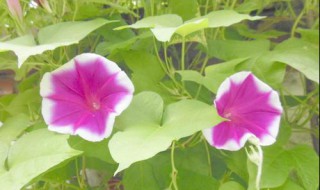 牵牛花什么时候开 牵牛花什么时候开花(在一天之内