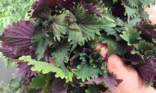 紫苏哪两类人不能吃 紫苏哪两类人不能吃紫苏有几种?