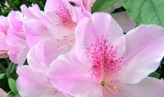 杜鹃花什么颜色 杜鹃花什么颜色有毒