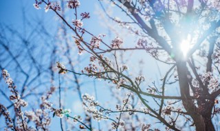梅花的象征意义是什么（梅花的象征意义是什么四字词语）