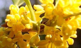 桂花的特点（桂花的特点写一段话）
