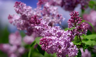 丁香花的特点 丁香花的特点四字词语