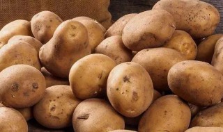 土豆营养价值及功效（土豆营养价值及功效作用）