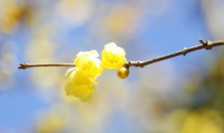 腊梅除虫方法 腊梅除虫方法有几种