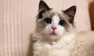 如何做猫咪的猫砂（怎么给猫做猫砂盆）