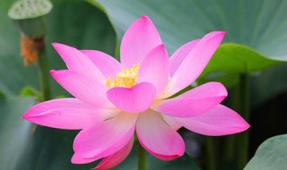 莲花寓意什么（莲花寓意什么意思和象征）