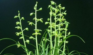 下山兰花怎么栽植（下山兰花怎么种）