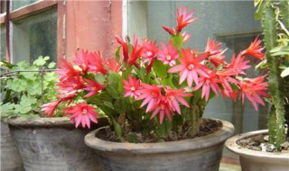 昙花用什么土栽培好（昙花用什么土栽培好活）