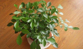 盆栽花卉养殖方法（盆栽花卉养殖方法视频）