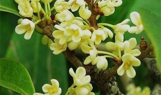 四季桂花怎么剪枝 四季桂花怎么剪枝图解