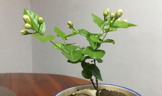 漂香膝花怎样换盆