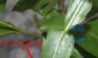 叶仙嫁接蟹爪兰教程（叶仙嫁接蟹爪兰教程两种方法）
