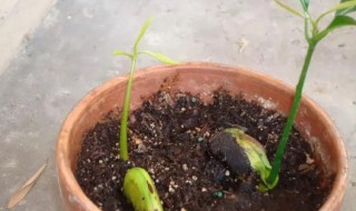 芒果怎么种子怎么种（怎么用芒果种子种芒果树）