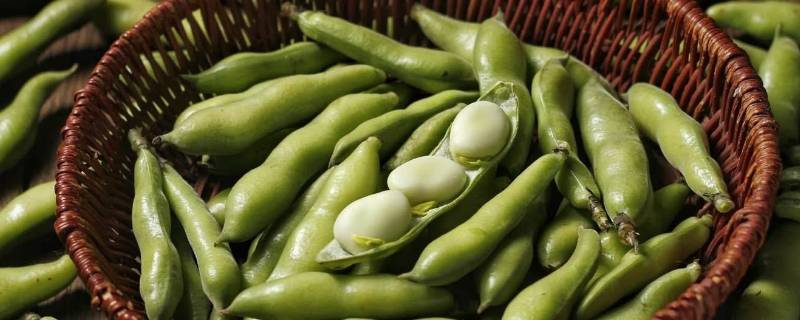 蚕豆要煮多久才熟 蚕豆煮多久才会熟