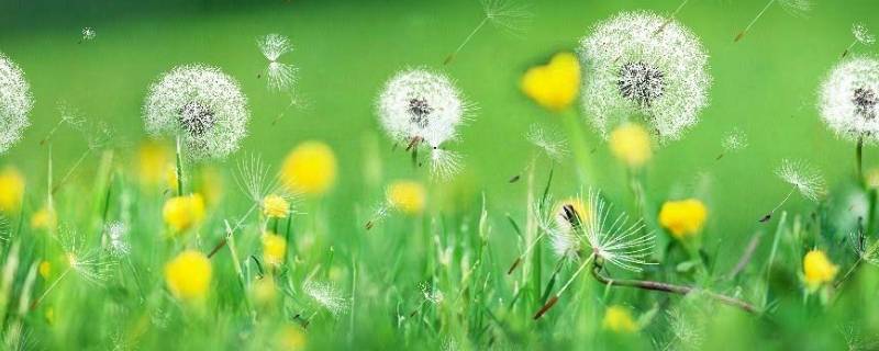 蒲公英是不是花（蒲公英是不是花 原神）