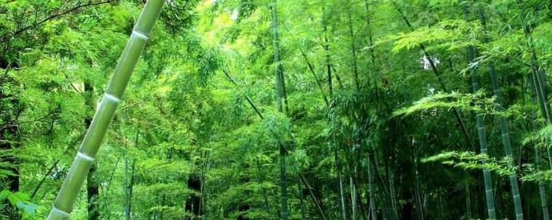 竹子象征着什么 竹子象征着什么精神