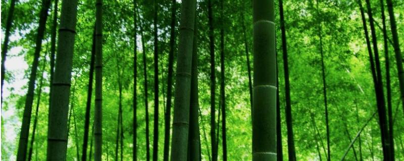 竹子的气味是什么味的（竹子是啥味道）