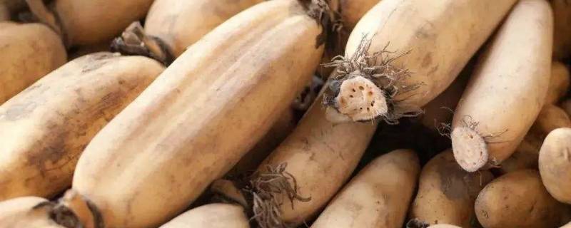 煮藕怎样才能不变色 煮藕怎样才能不变色窍门