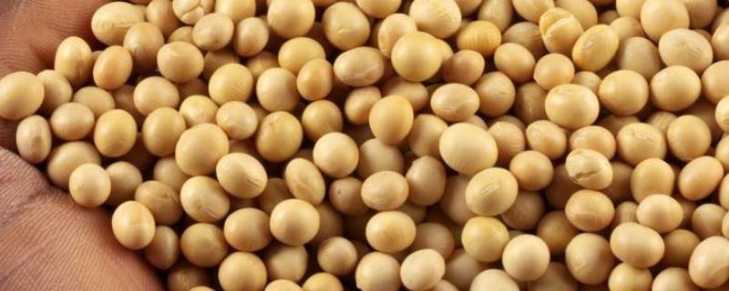 脱脂大豆是什么意思 非转基因脱脂大豆是什么意思