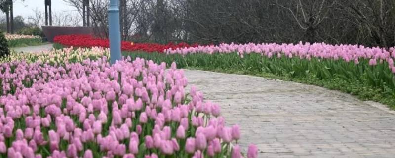 长寿郁金香花海在哪里（哪有郁金香的花海）