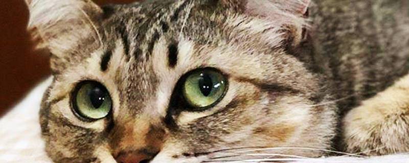 关于猫的谜语 关于猫的谜语有哪些简单点的