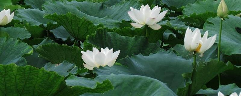 白色象征着什么（白色象征着什么精神）