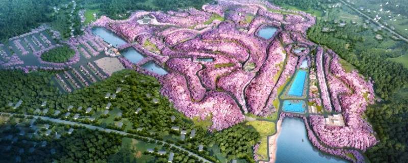 岳阳樱花园在哪里（岳阳樱花园在哪里怎么去坐几路公交车到）