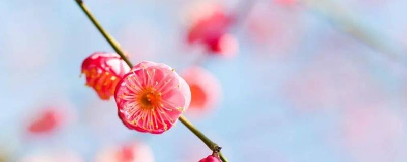 照母山梅花在哪个位置 照母山的梅花
