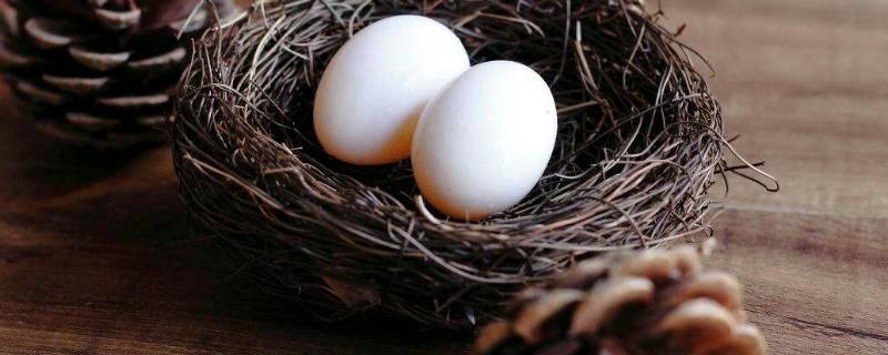 鸽子蛋如何保存还能孵 鸽子蛋放多久还能继续孵化