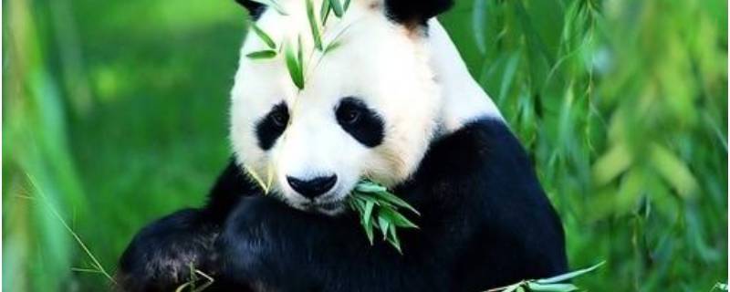 大熊猫的由来（大熊猫的由来简单介绍）