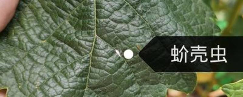 土壤里的蚧壳虫怎样彻底消灭（土壤中蚧壳虫怎么办）