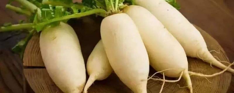 新鲜萝卜怎么保存的更久（新鲜萝卜如何保鲜）