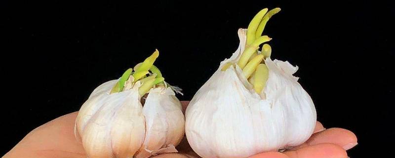 蒜头发芽了还能吃吗 蒜头发芽了还能吃吗有毒吗