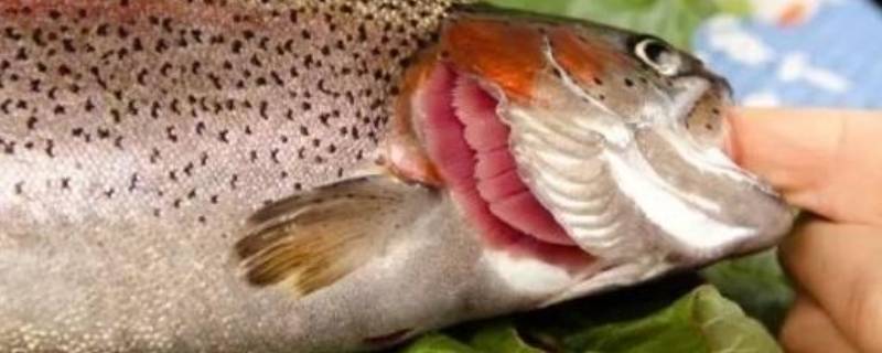 鱼鳃里面白色像弹簧能吃吗 鱼鳃里面有白色颗粒能吃吗