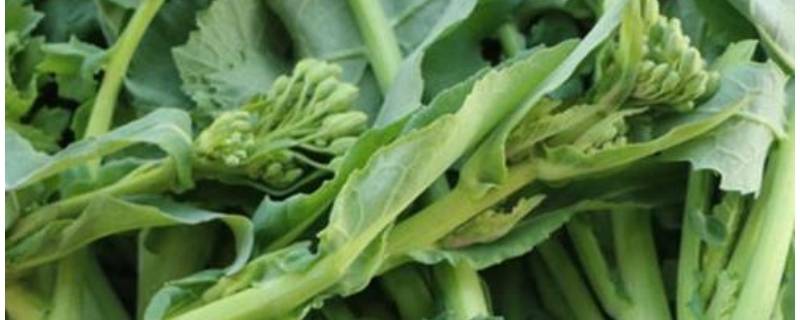 油菜苔怎么炒好吃 油菜苔怎么炒好吃视频